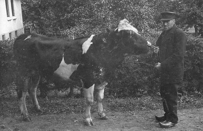Eske Øvlesen med tyren fra Enghøjgård. Ca. 1915